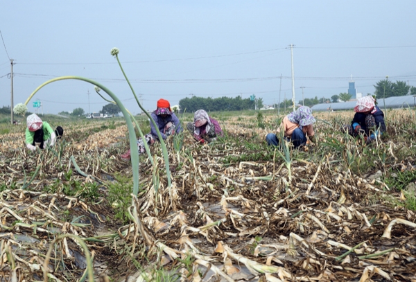 양파를 수확하고 있는 여성농민들