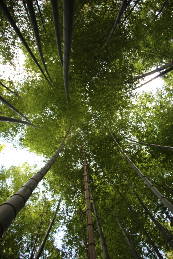대나무 숲 위에는 바람에 나뭇잎들이 흩날려 사각사각 소리를 낸다.