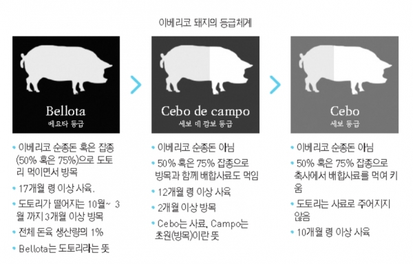 이베리코 돼지의 등급체계, 자료: 농장에서 식탁까지 10월호.