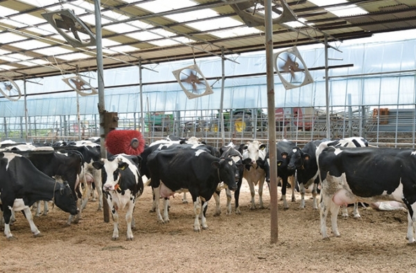 낙농 목장의 젖소(사진자료: 깨끗한 목장 가꾸기 운동 홈페이지 자료사진).