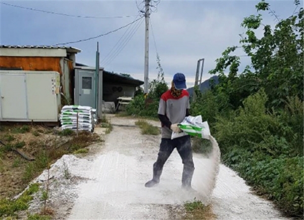 경기도 이천 팔학농장에서 소독용 생석회 가루를 뿌리는 모습.