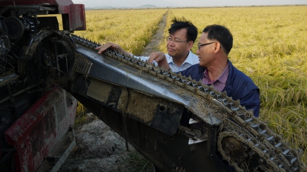 김경규 청장이 엎어진 벼를 수확하다가 멈춰선 콤바인 수리 모습을 지켜보고 있다.
