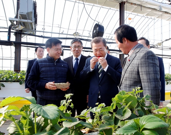 문재인 대통령이 쿨링하우스에서 재배된 딸기를 맛보고 있다.