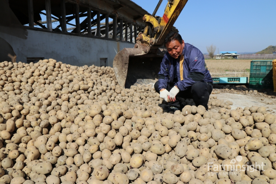 경상북도 의성군 단북면에서 감자 농사를 짓고 있는 정상봉 씨가 폐기되는 감자를 보고 있다.