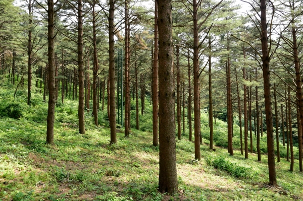 삼봉산 금강소나무숲 모습.