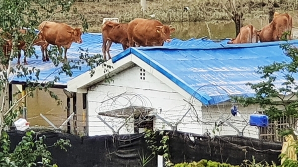 폭우로 떠내려간 소들이 지붕위에서 살아남아 구출을 기다리는 모습. 물이 빠지고도 내려오지 못하고 있다.