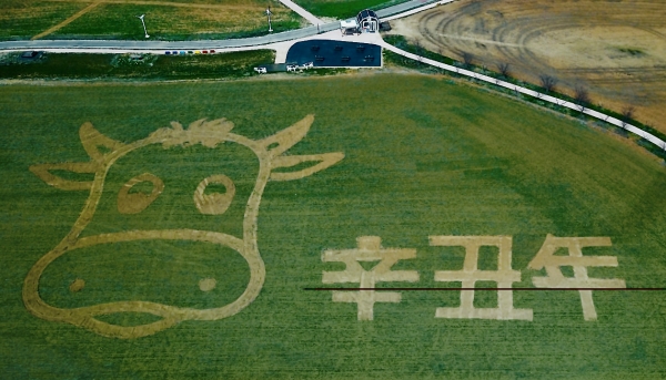 농협 안성팜랜드가 새봄을 맞아 호밀밭에 신축년 소의 그림을 새겼다.