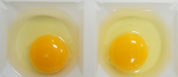 토종 달걀(좌), 일반 달걀(우) 모습.