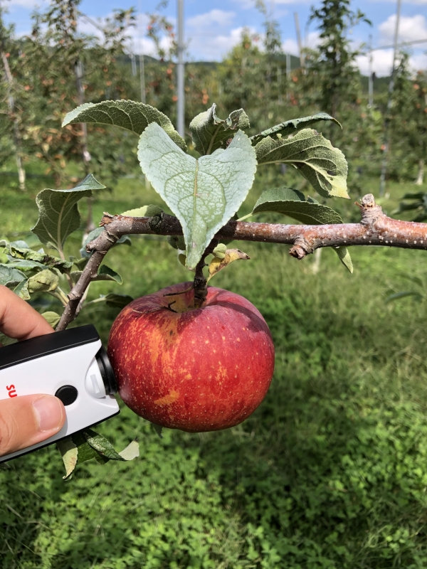 근적외선을 활용해 나무에 달린 사과당도를 측정하는 모습.