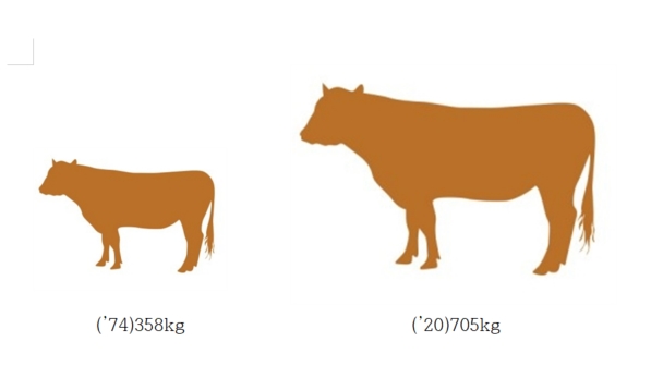 '74년 358kg이었던 한우 수소의 생체중은 개량 효과에 힘입어 지난해 705kg으로 무려 347kg 증가했다.