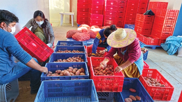 볼리비아 현지인들이 농식품부와 공사가 구축한 감자연구혁신센터에서 재배한 감자를 선별하고 있다.
