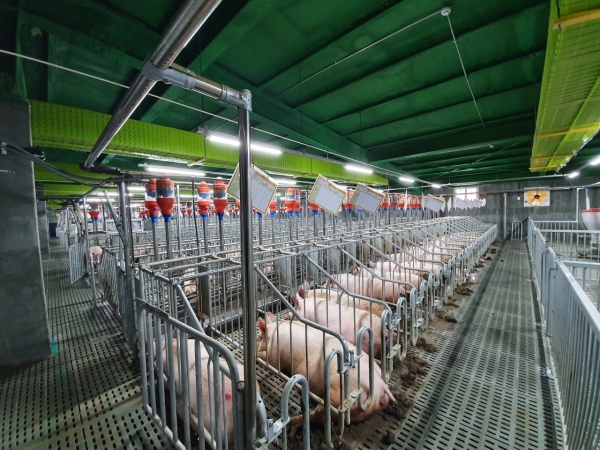 농림축산식품부가 돼지모돈 이력관리 시범사업을 추진하다.