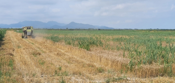 국산밀 수확작업 사진은 사단법인 조사료연구원 제공