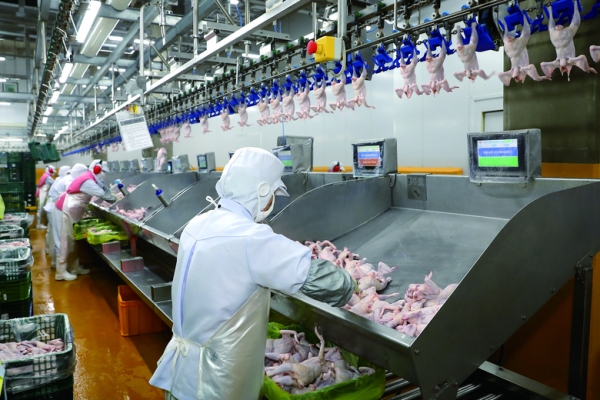 2023년 육류 소비량을 살펴본 결과 닭고기 소비량은 6.1%로 큰폭으로 증가했다.
