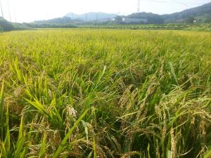 올해 쌀 생산량 ‘387만5000톤’ 전망