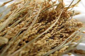 [기획연재(4)]쌀 생산조정제가 성공하려면