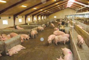 농식품부, ASF 정밀검사 전국 모든 돼지농장으로 확대