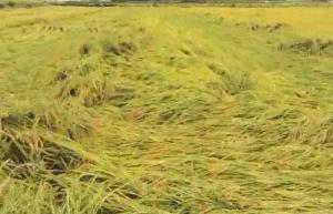 태풍 영향 ‘2019년산 쌀 생산량’ 크게 하락할 듯