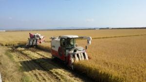 농경연, 2019년산 수확기 쌀 가격 ‘강보합세’ 전망