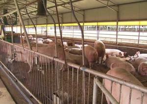 농식품부, 소·돼지 도축장 구제역 항체 검사 실시