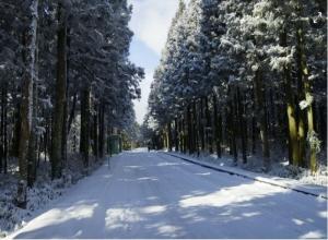 산림청, 12월 국유림 명품 숲에 제주 ‘사려니 숲’ 선정