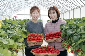 소비자 원하는 맞춤형 딸기 품종 개발 나선다