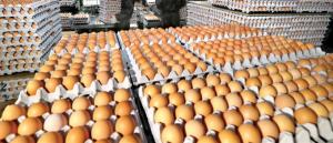계란산업 암 덩어리 ‘후장기제도’ 당장 중단하라