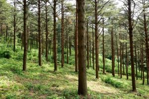 함양 삼봉산 금강소나무 숲…경제림육성단지 조성
