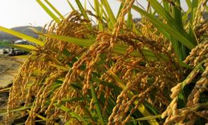 쌀값 급등에 정부양곡 37만톤 방출