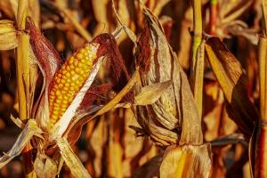 세계 곡물 가격 불안...식량가격 지수 상승세 지속