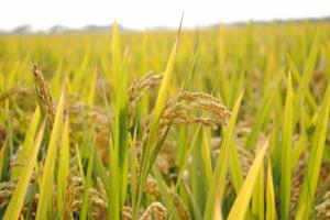 올해 쌀 생산량 383만톤 전망