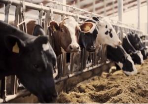 우유를 생산하는 젖소가 소고기를 생산하는 육우에 비해 동물 복지면에서 불리하다