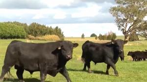 1천만두의 소를 사육하는 뉴질랜드에서 가축 방귀세 도입을 추진한다