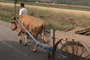 58만두의 소를 사육하는 북한에서 농경용 소에 사료용 옥수수 알곡 100kg을 배급하였다