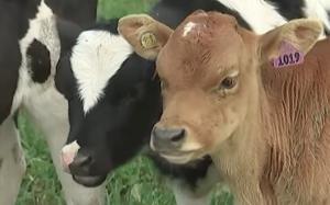 뉴질랜드 최대 유가공 낙농조합이 생후 1개월이내 젖소 수송아지 안락사를 전면 금지하였다