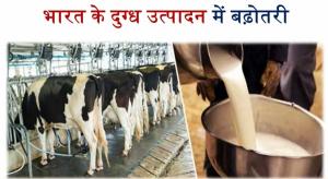 14억 인구를 가진 인도가 전 세계 우유 생산량의 24%를 생산하고 우유 자급율이 100%다