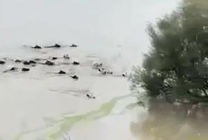 홍수로 떠내려 가던 20여두 젖소가 축주 목소리를 듣고 헤엄쳐 나왔다