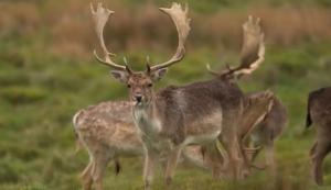 영국 정부가 산림 보호를 위해 소고기 대신에 야생사슴고기를 먹어야 한다고 발표하였다