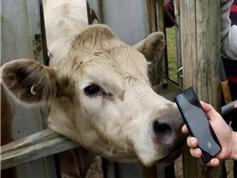 호주에서 소의 콧등을 촬영하면 개체정보는 물론 축주를 찾아주는 휴대폰 앱이 개발되었다