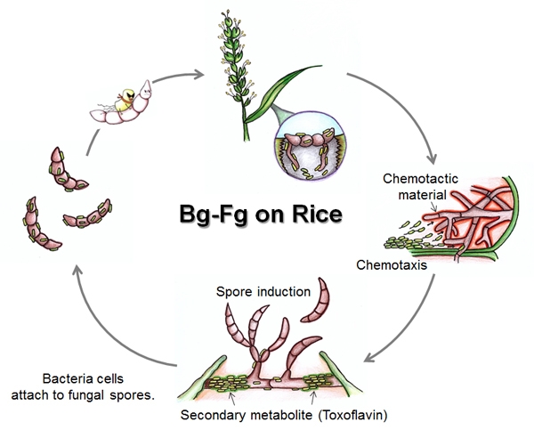 병원성 세균(Bg)와 곰팡이(Fg)의 상호 협력 기작 모식도