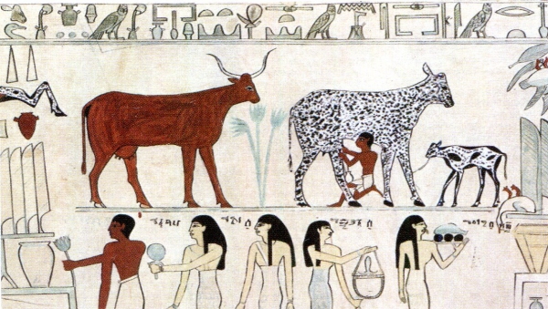 소고기와 우유가 묘사되어 있는 고대 이집트의 벽화