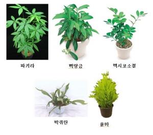 공기정화 식물 미세먼지↓ ‘탁월’…과학적 입증