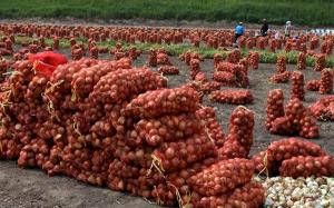농식품부, ‘양파-마늘’ 추가 수급 안정대책 시행