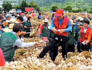 농식품부-농협, 마늘 ‘1만5천 톤’ 긴급 추가 수매키로