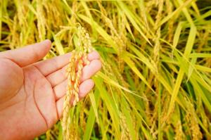 쌀시장 정부 개입 기준 3% 이상 초과 생산