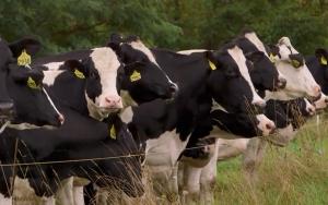 15년간 젖소 사료 급여량은 4%, 온실가스 배출량은 8% 줄었지만 우유 생산량은 6% 늘었다