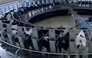 중국 젖소가 660만두에 달하고 우유 생산량은 한국의 20배를 넘어설 것으로 발표되었다