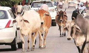 인도에서 배회하는 소들이 5백여만두이고 한 지방에서만 교통사고로 9백여명이 사망하였다