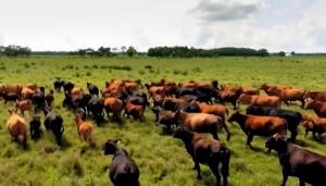 우루과이는 국민 1인당 3.45두의 소를 사육하며, 우리나라는 1인당 0.07두를 가지고 있다