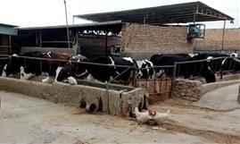 이란은 7백만두의 소로 139만톤의 우유를 수출하여 생산량 대비 가장 많은 수출을 한다